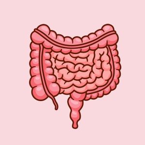O papel da dieta pobre em fibras no desenvolvimento de hemorroidas O Papel da Dieta no Desenvolvimento de Hemorroidas